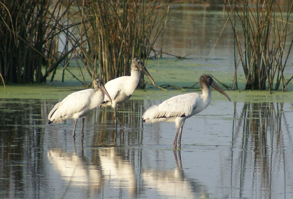 East Fork Reuse Wetland Nursery Created Natural Wildlife Habitat & Improved Water Quality