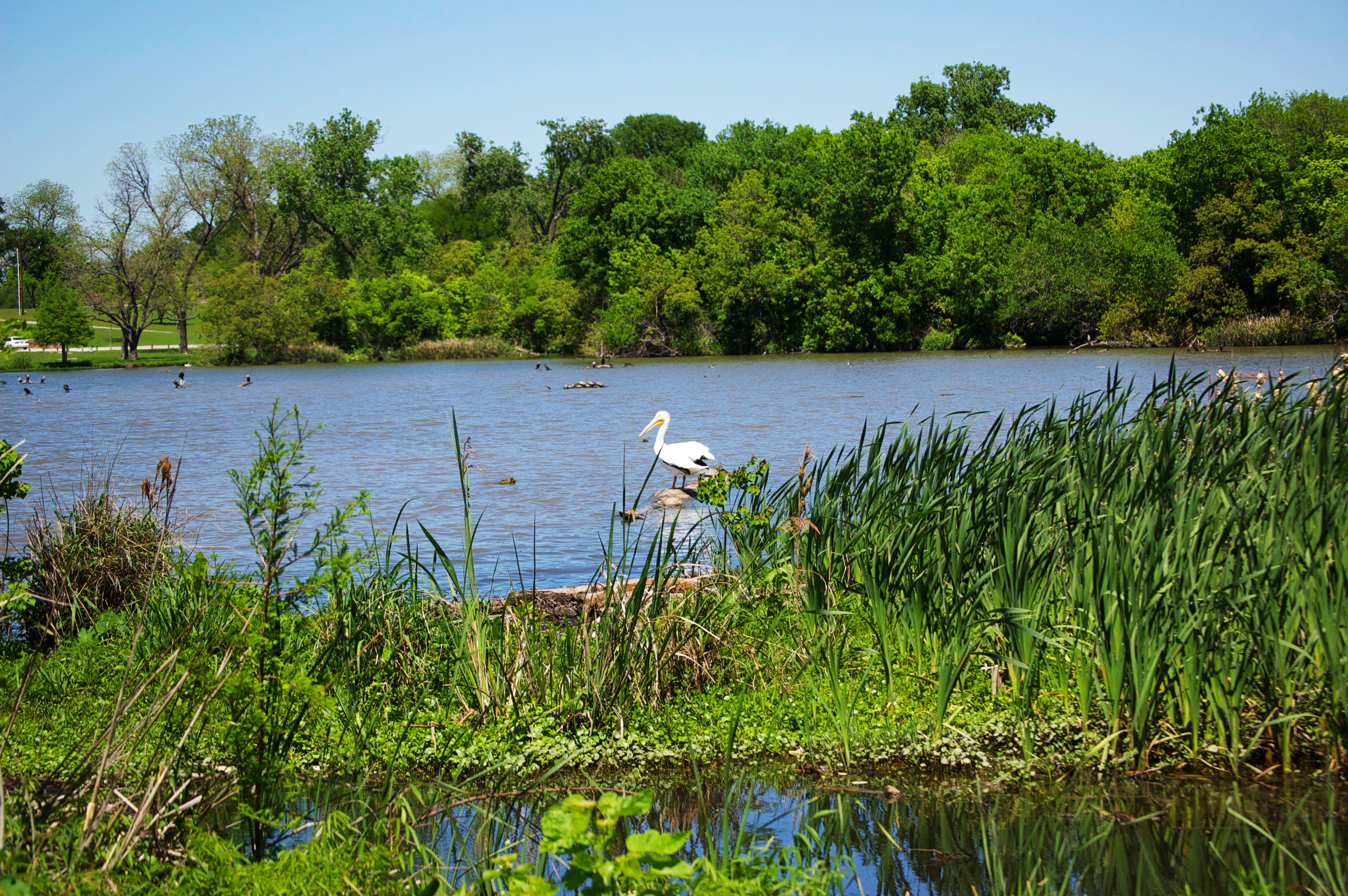 East Fork Reuse Wetland Nursery Created Natural Wildlife Habitat & Improved Water Quality